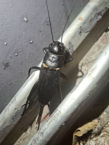 Southern Field Cricket
