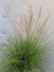 Poaceae
