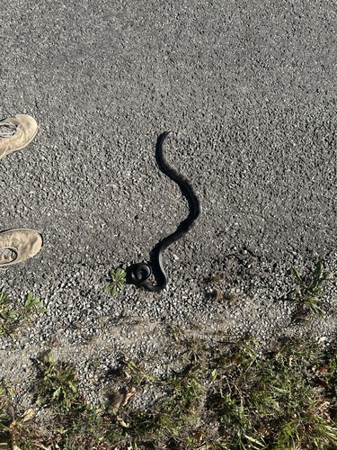 Central Ratsnake