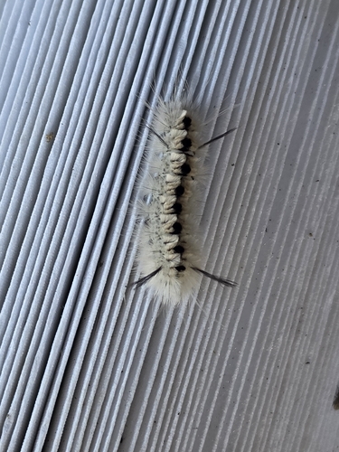 Hickory Tussock Moth