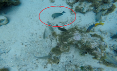 Acanthurus chirurgus