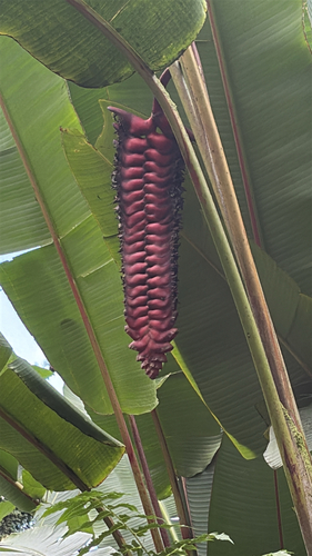 Heliconia mariae observed 2026-09-15