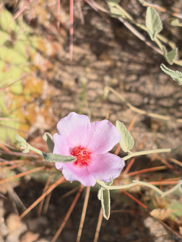 Rock Hibiscus