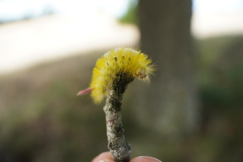 Pale Tussock Moth