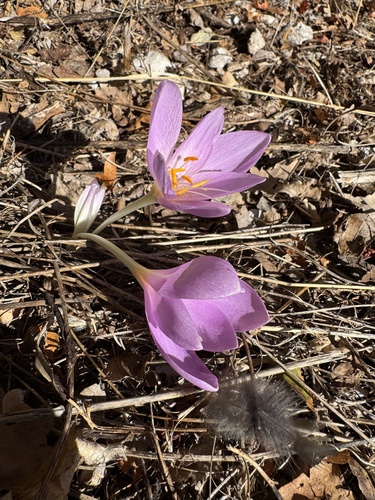 Colchicum haynaldii