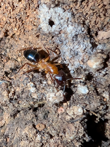 Camponotus pilicornis
