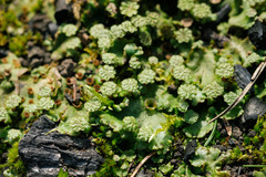 Marchantia polymorpha montivagans