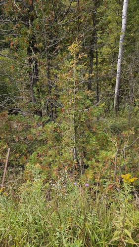 Thuja occidentalis, photograph 4