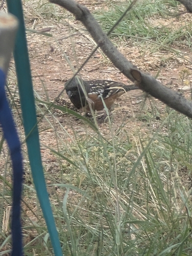 Spotted Towhee