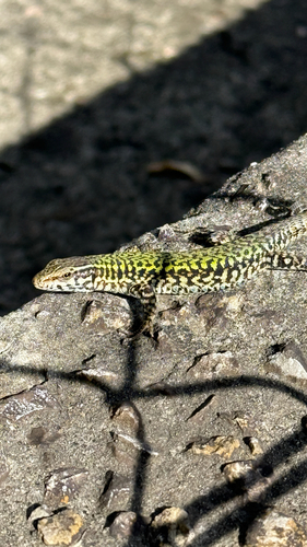 Common Wall Lizard