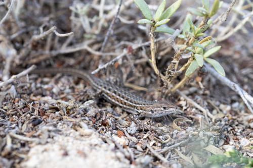 East Iberian Psammodromus