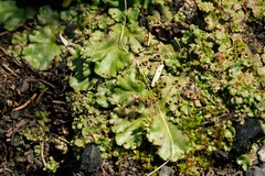 Marchantia polymorpha montivagans