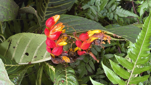 Sanchezia oblonga observed 2026-09-15