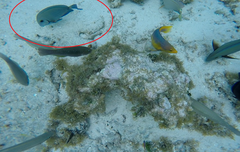 Acanthurus chirurgus