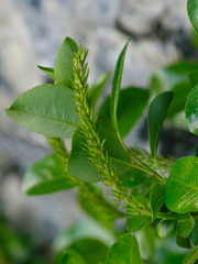 Salix glabra