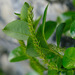 Salix glabra - Photo (c) Alexander Rumpel, algunos derechos reservados (CC BY-NC), subido por Alexander Rumpel
