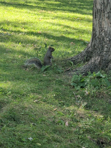 Eastern Gray Squirrel