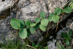 Cotoneaster tomentosus
