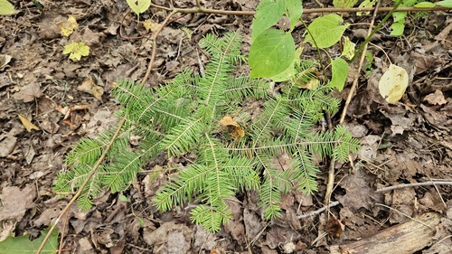 Abies balsamea, photograph 4