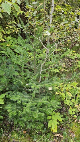 Abies balsamea, photograph 3