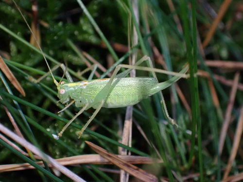 Oak Bush-cricket