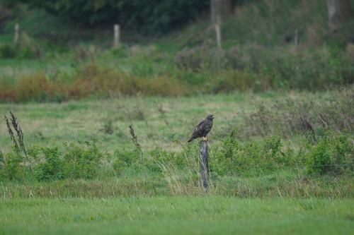 Common Buzzard