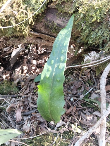 Pleopeltis macrocarpa observed 2026-09-24