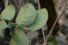 Cotoneaster tomentosus