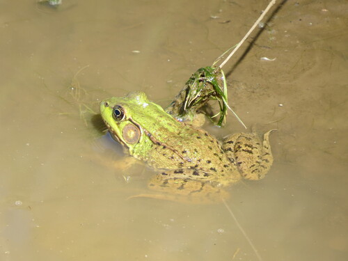 Green Frog