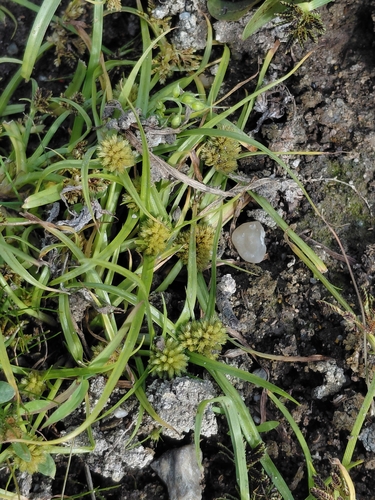Cyperus michelianus