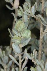 Atriplex vesicaria macrocystidia