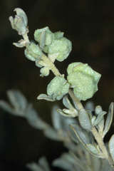 Atriplex vesicaria macrocystidia