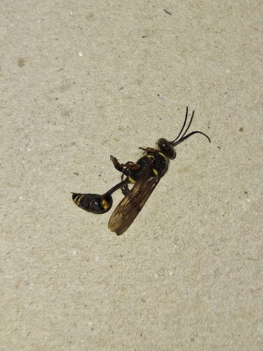 Asian Mud-dauber Wasp
