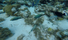 Sparisoma aurofrenatum