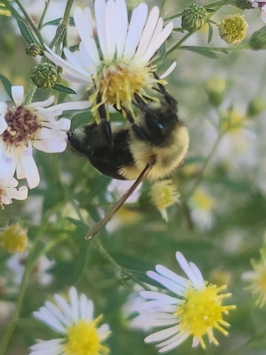 Common Eastern Bumble Bee