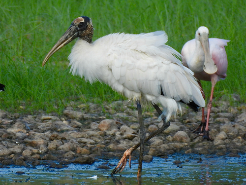 Wood Stork