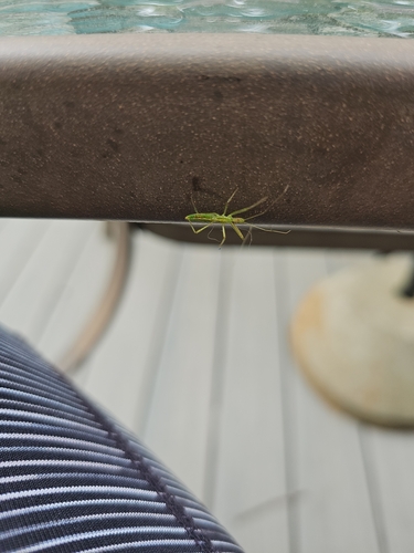 Pale Green Assassin Bug