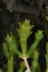 Tecticornia triandra