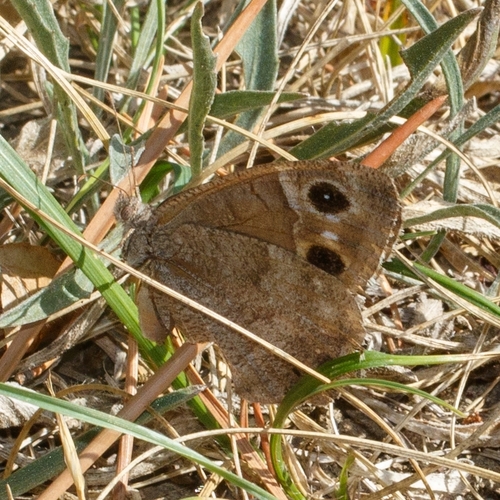 Tree Grayling