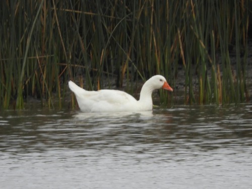 Greylag Goose