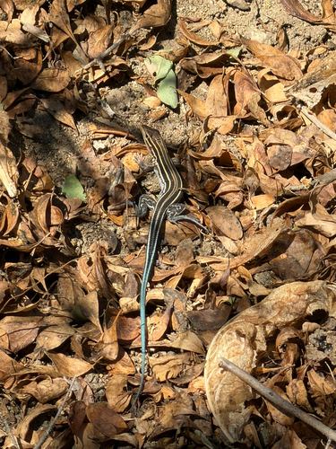 Orange-throated Whiptail