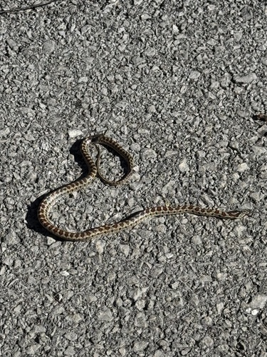 European Ratsnake