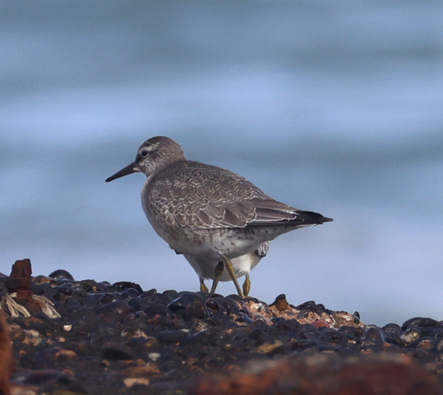 Red Knot
