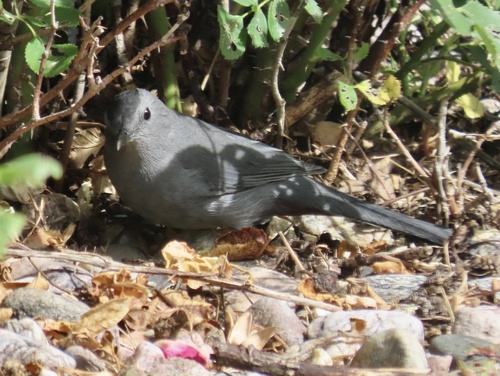 Gray Catbird