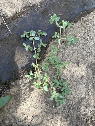 Common Purslane