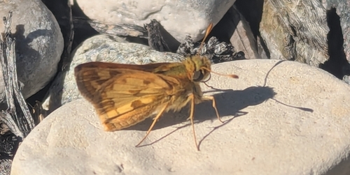 Peck's Skipper