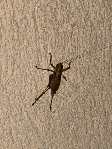 Rhacocleis poneli