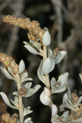 Atriplex nummularia nummularia