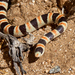 Ground Snakes - Photo (c) Grigory Heaton, some rights reserved (CC BY-NC), uploaded by Grigory Heaton