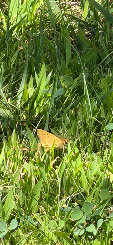 Fiery Skipper